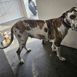 Bee - Great Dane