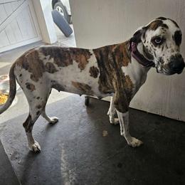 Bee - Great Dane
