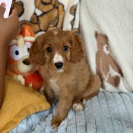 Loki - Red female Cavapoo puppy in Woodridge, New York from Woodland poodles and Cavapoos