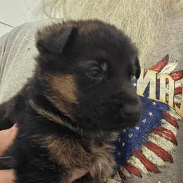 Boy 1 - Black and red male German Shepherd puppy in Jamesville, New York from Mark Carfagno's Pups
