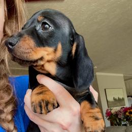 Teagan - Black and tan male Dachshund puppy in Richmond, Kentucky from Cemcade Dachshunds