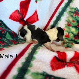 Male 1 - Piebald male Dachshund puppy in Chittenango, New York from Diamond Dachshunds