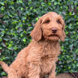 Forest - Caramel male Australian Labradoodle puppy in Hartshorne, Oklahoma from Jena Edmond