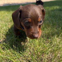 Dachshund Puppies from JF Doxies