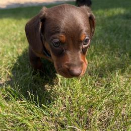 Dachshund Puppies from JF Doxies
