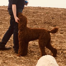 Poodle All Grown Up from Perfection Poodles