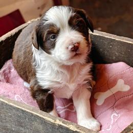 Girl 1 - Red tri female Miniature Australian Shepherd puppy in Fife Lake, Michigan from HaVen Homestead Miniature Australian Shepherds