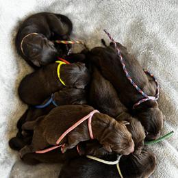 Labrador Retriever Puppies from Shoreline Retrievers