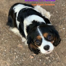 Cousin - Cavalier King Charles Spaniel