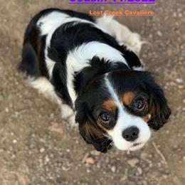 Cousin - Cavalier King Charles Spaniel