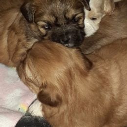 Shih Tzu Puppies from N.F.S.T Imperial ShihTzu Puppies.