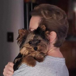 Yorkshire Terrier Puppies from Wendy's Yorkies