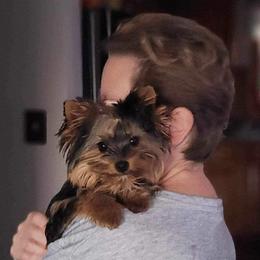 Yorkshire Terrier Puppies from Wendy's Yorkies
