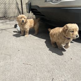 Dachshund and Golden Retriever Puppies from Wyo Dachshunds & Goldens