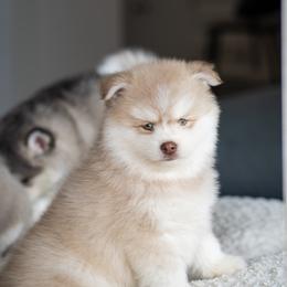 Havarti - Red and white male Pomsky puppy in San Mateo, California from The Pomsky Garden