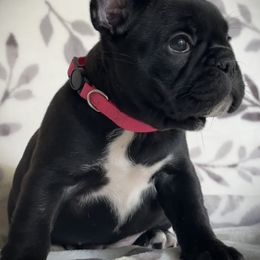 French Bulldog Puppies from HazyDayFrenchies