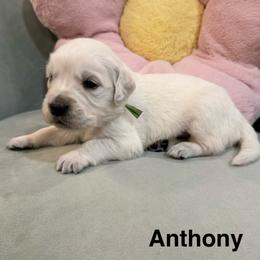 Anthony - Light golden male Golden Retriever puppy in Conroe, Texas from Tails of Cypress