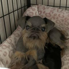 Aamy - Brussels Griffon