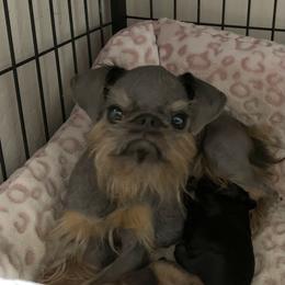 Aamy - Brussels Griffon