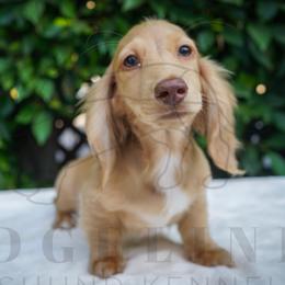 Fisher - Cream male Dachshund puppy in Temecula, California from Naomi Magee's Dachshund Kennel