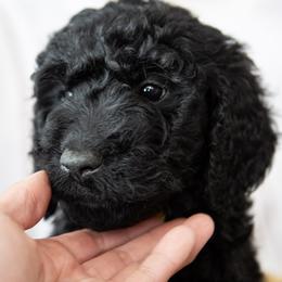 Mr. Gold - Black male Goldendoodle puppy in Gotha, Florida from Perlune Farms