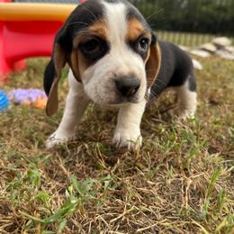 AKC Lynx - Black tan and white male Beagle puppy in Rogersville, Missouri from Hales Little Beagle Haven