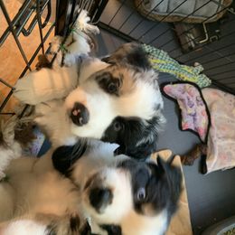 Australian Shepherd Puppies from Lil Rhody Blues Australian Shepherds