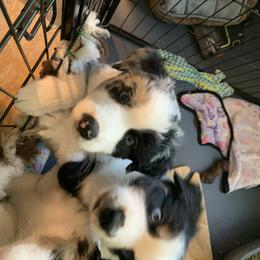 Australian Shepherd Puppies from Lil Rhody Blues Australian Shepherds