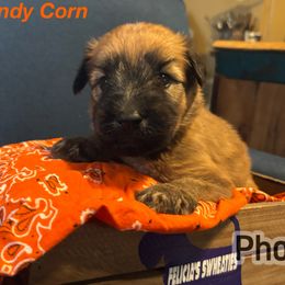 Candy Corn - Wheaten male Soft Coated Wheaten Terrier puppy in Gladewater, Texas from Felicias Swheaties