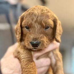 Cedar - Red  male Goldendoodle puppy in Beaverton, Oregon from Mini Goldendoodles