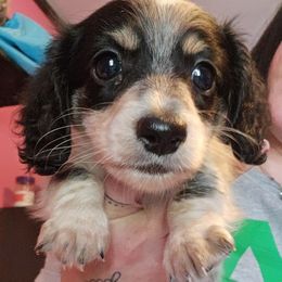 Boy 1 - Black male Dachshund puppy in Rutherfordton, North Carolina from Knock Out Doxie’s