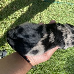 Dachshund Puppies from Torres Dachshunds