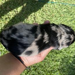 Dachshund Puppies from Torres Dachshunds