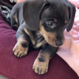 Dachshund Puppies from Doxie Acres