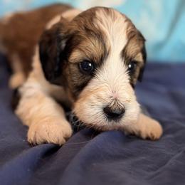 Rusty - Tri-color male Bernedoodle puppy in Longmont, Colorado from Colorado Miniature Bernedoodle Puppies