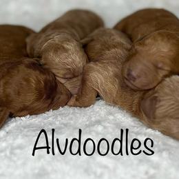 Goldendoodles from Alvdoodles