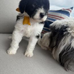 Jan - Black and white female Sheepadoodle puppy in Leeton, Missouri from Jane's Sheepadoodles