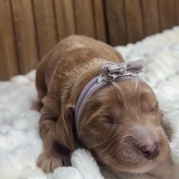 Winnie - Apricot female Australian Labradoodle puppy in Citrus Heights, California from Elite Blend Labradoodles