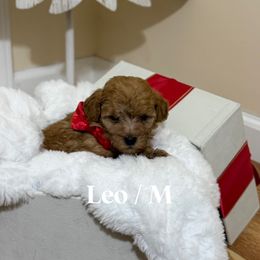 Leo - Red  male Goldendoodle puppy in Graham, North Carolina from Geise Meadow Doodles