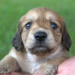 Chance - Cream male Dachshund puppy in Griffin, Georgia from Always Trippin' Doxie Life