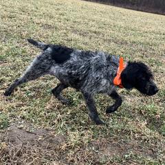 Smokey - German Wirehaired Pointer