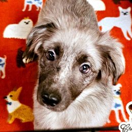 Poppie - Blue merle female Miniature Australian Shepherd puppy in Punta Gorda, Florida from Christie's Creekside Aussies