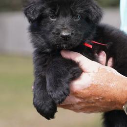 Red Ribbon - Black male German Shepherd puppy in Howard City, Michigan from Sherman's Shepherds