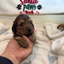 Shaded red longhair female mini - Sable female Dachshund puppy in Manteca, California from Sweet and Low Dachshunds