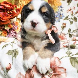 Honey (Pink Bow) - Tri-color female Bernese Mountain Dog puppy in Middlesex, North Carolina from Willow Springs Doodles & Berners
