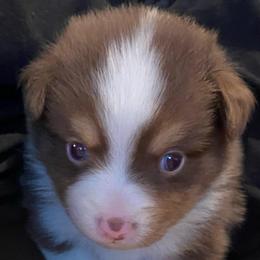 Coral - Red tri female Miniature Australian Shepherd puppy in California, Kentucky from Sonlight Ridge Aussies