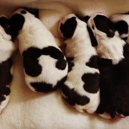 Boston Terriers from Ashley Miller Bostons