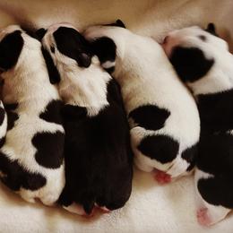 Boston Terriers from Ashley Miller Bostons