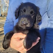 Girl 3 - Black Flat-Coated Retriever puppy in Jackson, Wisconsin from Stonewall Retrievers