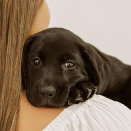 Labrador Retriever Puppies from UC Labradors LLC